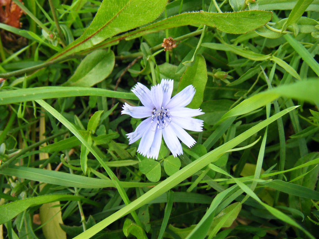 Cichorium intybus e Plantago major